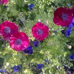 flowers flowers