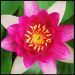 lotus lotus